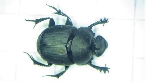 Onthophagus verticicornis